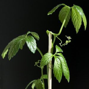 Jiaogulan das Unsterblichkeitskraut - Gynostemma pentaphyllum Jiaogulan Unsterblichkeitskraut - Gynostemma pentaphyllum
