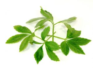 Jiaogulan chinesische Heilpflanze die Pflanze der Unsterblichkeit Jiaogulan chinesische Heilpflanze