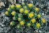 Rhodiola Rosea - Rosenwurz Königsheilkraeuter - Rhodiola Rosea
