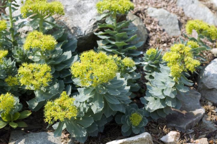 Königsheilkräuter Rosenwurz Rhodiola rosea